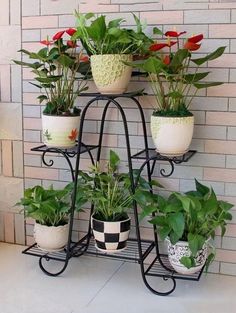 there are many potted plants on the shelf