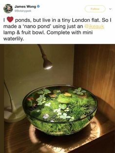 a bowl filled with water and plants on top of a table