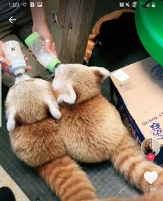 the cat is playing with its bottle while being fed milk from it's owner