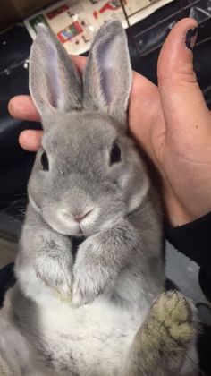 a person is holding a rabbit in their hand and it's ears are up