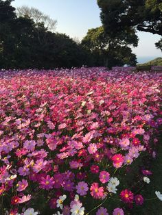 a field full of purple and white flowers