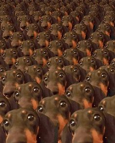 a large group of brown and black dogs with their mouths open in rows, all facing the same direction