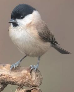 a black and white bird sitting on top of a tree branch in front of a gray background