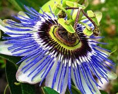 a blue and white flower with green leaves