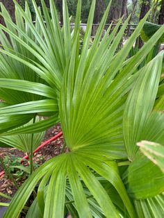 a large green leafy plant in a garden