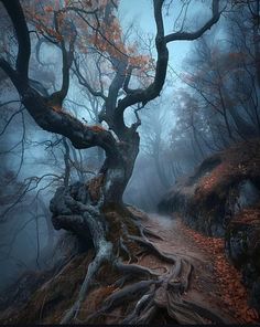 an old tree in the middle of a foggy forest