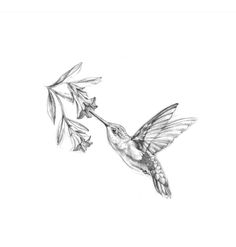 a pencil drawing of a hummingbird feeding from a twig