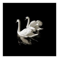 a black and white photo of a swan floating on water with its wings spread out