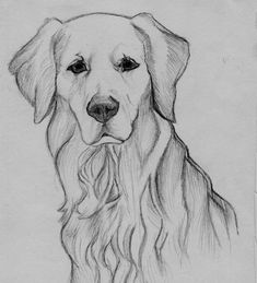 a drawing of a dog with long hair