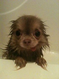 a small brown dog sitting in a bath tub