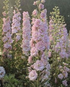 pink flowers are blooming in the garden