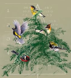 birds sitting on top of a green tree with numbers in the backgrounnd