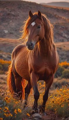 a brown horse standing on top of a lush green field next to yellow wildflowers