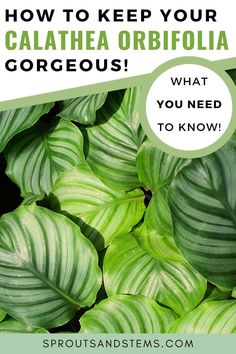 green leaves with the words how to keep your calathea orbifolia gorgeous