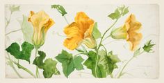 three yellow flowers with green leaves on a white background, watercolor drawing by artist john wyee