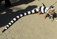 a small dog dressed up in a costume and striped leggings on the ground