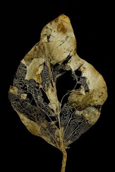 a dried leaf is shown against a black background