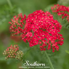 Yarrow, Red (Achillea millefolium rubra) - 100 Seeds - Southern Seed Exchange Red Yarrow, Golden Yarrow, Yellow Yarrow, Peach Sky Yarrow, Pink Yarrow, Achillea Millefolium, Red Y, Seed Company