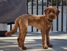 a brown dog standing on top of a sidewalk next to a metal fence and trash can