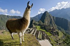 O Google vai disponibilizar, a partir desta quinta-feira (3), um "passeio" pelas ruínas arqueológicas de #MachuPicchu por meio do Street View. Foto: Zumapress. Bora Bora, Machu Picchu, Machu Pichu, Inca Trails, Sacred Valley, Peru Travel, 귀여운 동물, Bolivia, Day Tours