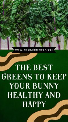 the best greens to keep your bunny healthy and happy are featured in this advert