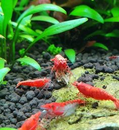 some red and white fish in an aquarium