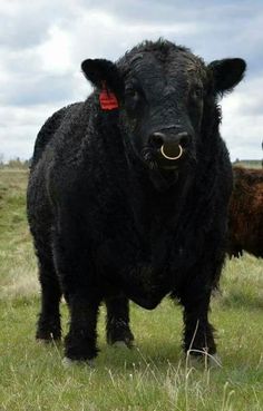 a black cow standing on top of a lush green field next to another brown cow