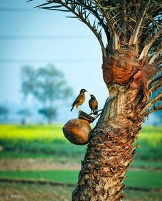 two birds are perched on the top of a palm tree in front of a green field