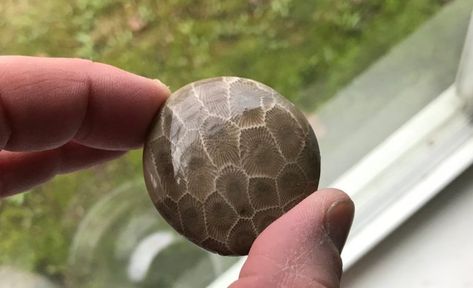 How To Polish Petoskey Stones (By Hand, Dremel Tools, Lapidary, and Tumblers) - Rock Seeker How To Make Rocks, Petosky Stone, Lapidary Tools, Rock Tumbling, Rock Tumbler, Rock Hunting, Dremel Tool, Plastic Food Containers, Petoskey Stone