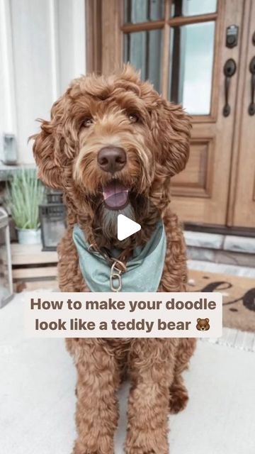 Goldendoodle homes on Instagram: "Want your doodle to look like a 🧸 24/7? SAVE & TRY! You don't have to go to the groomer every 4-6 weeks. You can trim at home. I promise you can do it! ---------------------- via tiktoc: @Matthews Legacy | Goldendoodle ✔️ Tag Someone Who Would Love This! 🛎 Turn Post Notification On Doodle is my Everything. We upload cute pictures/videos every day. All great thing from Doodle to you. If u love Doodle don't forget to follow @doohomes for more pictures ! Thank you so much 👌🏻❤️❤️❤️ #schnauzerdoodles #poodlemix #groodle #goldendoodles #clubdoodle #doodletales #goldendoodlecentral #doodlesofig #doodlelove #doodleselfie #labradoodles #australianlabradoodle #aussiedoodle #doodlesofinstagram #labradoodlesofinstagram #labradoodle #goldendoodlesofinstagram" Labradoodle Painting, White Goldendoodle, Labradoodle Grooming, Labradoodle Art, Goldendoodle Art, Painted Concrete Steps, Goldendoodle Grooming, Patio Images, Australian Labradoodle Puppies