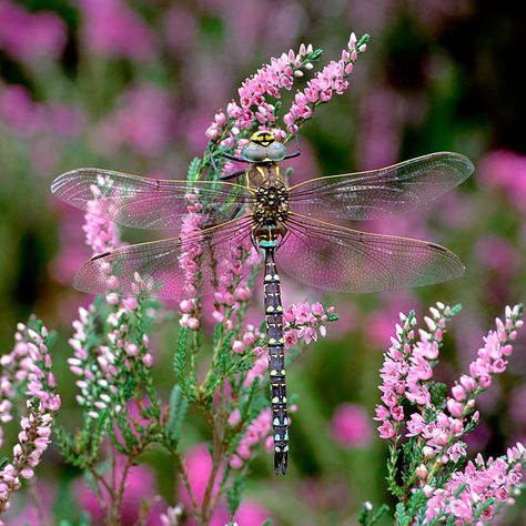 LIBELULAS.....❤ British Insects, Dragonfly Photography, Dragonfly Photos, On The Wings Of Love, Dragon Flys, Gossamer Wings, Damselflies, Dragonfly Dreams, Dragonfly Art