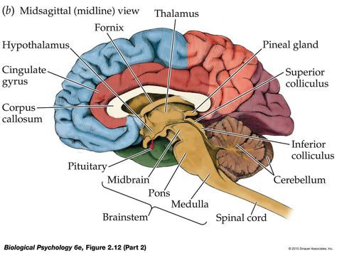 Free Brain Diagram, Download Free Clip Art, Free Clip Art on Clipart Library Human Brain Parts, Brain Parts And Functions, Human Brain Diagram, Nervous System Diagram, Brain Anatomy And Function, Function Diagram, Human Brain Anatomy, Brain Pictures, Brain Diagram