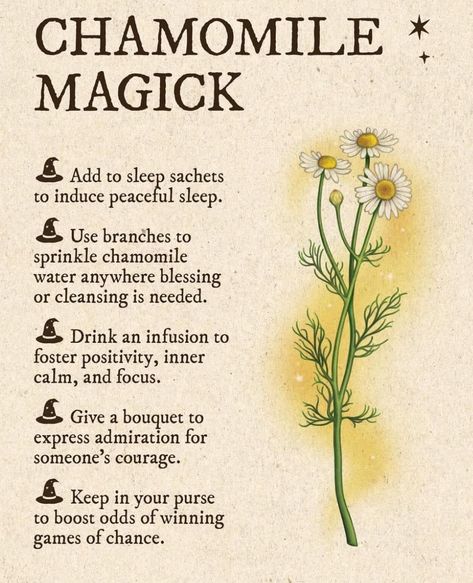 Magical Properties Of Herbs, Properties Of Herbs, Spells Witchcraft Money, Sage Cleansing, Witch Tips, Ritual Magic, Magickal Herbs, Witch Herbs, Green Witchcraft