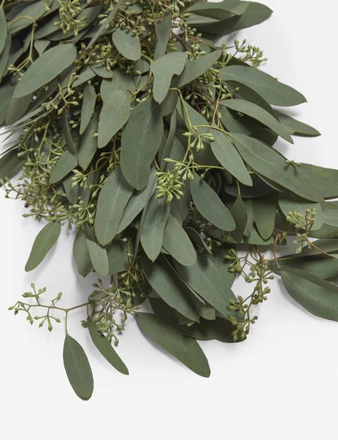 Shop Easy-Care House Plants Seeded Eucalyptus Garland, Eucalyptus Garland Centerpiece, Consumer Psychology, Garland Window, Natural Wreaths, Handmade Garland, Fresh Garlands, Leaves Decor, Flower Identification