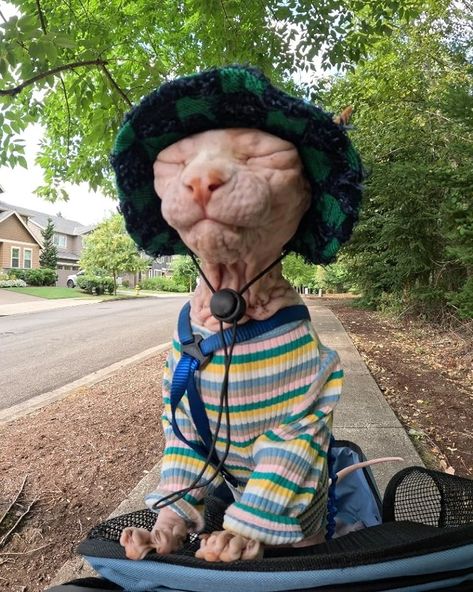 Cute Hairless Cat, Cute Small Animals, Cute Hat, Funny Animal Photos, Silly Cats Pictures, Hairless Cat, Cute Cats Photos, Cat Cute, Sphynx Cat