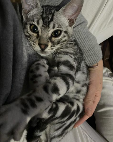 Another happy placement. This beautiful silver Bengal loves her new family and they her. This is my why. Exotic Bengals of San Diego. www.ExoticBengalSD.com (858)243-4916. #exoticbengalsofsandiego #silverbengalkitten #silverbengalsofinstagram #silvercat #bengalcat #cats Gray Bengal Cat, Bengal Cats Aesthetic, Grey Bengal Cat, Bengal Cat Aesthetic, Black Bengal Cat, Bangle Cat, Silver Bengal Cat, White Bengal Cat, Bengal Cat Kitten