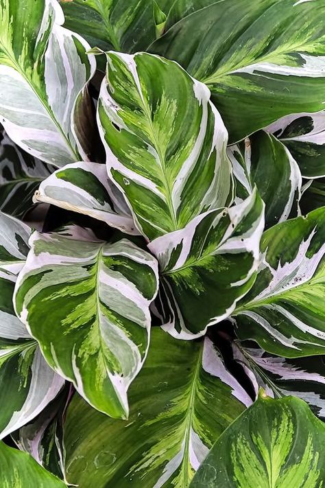 Popular houseplants - Foliage houseplants, peacock calathea plant Foliage Plants Indoor, Peacock Calathea, Houseplant Leaves, Calathea White Fusion, Foliage Art, Peacock Plant, Jungle Plants, Alocasia Plant, Plants Tropical