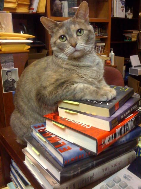 The haunted bookshop, Iowa City Food Bowl Ideas, Cat On Book, Cat Litter Smell, Cats Facts, Bookstore Cats, Cat Condos, Cats And Books, Bowl Ideas, Cat Cleaning