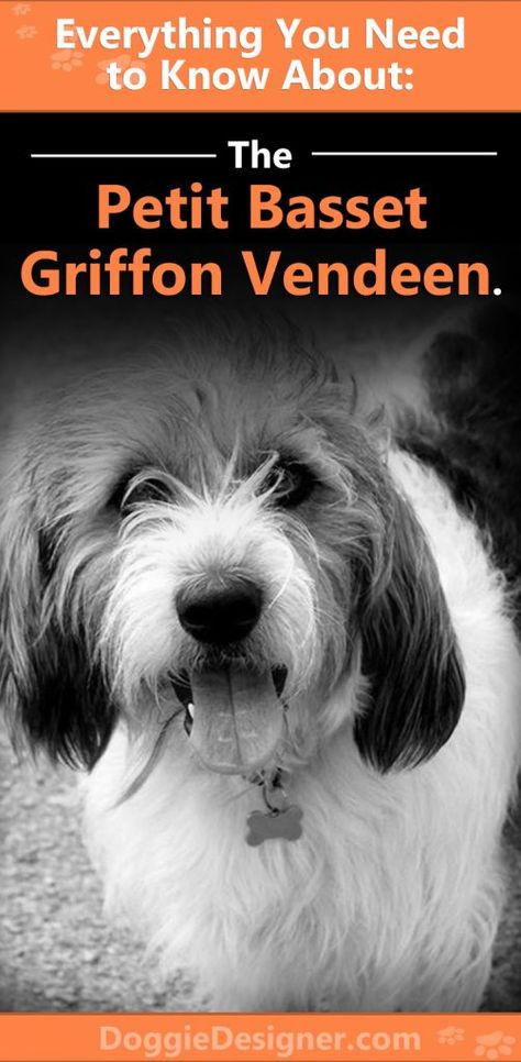 Basset Griffon Vendeen, Types Of Dogs Breeds, Basset Griffon, Designer Dogs Breeds, Petit Basset Griffon Vendeen, Griffon Dog, Designer Dog, Types Of Dogs, Hound Dog