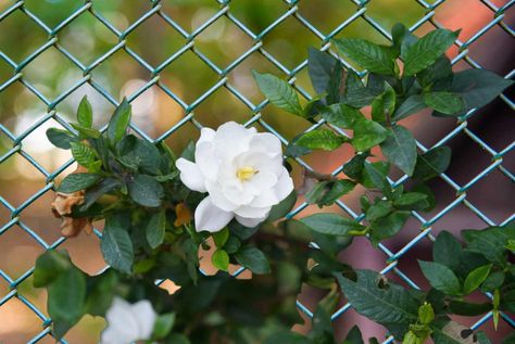 Landscaping Along a Chain Link Fence - Ideas for Hiding an Ugly Fence Chain Fence Landscaping, Backyard Chain Link Fence Ideas, Chain Link Fence Garden Ideas, Landscape Chain Link Fence, Climbing Roses On Chain Link Fence, Chainlink Fence Landscaping Ideas, Front Yard Chain Link Fence Ideas, Fence Covering Ideas Plants, Chain Link Fence Ideas Cover Up Plants