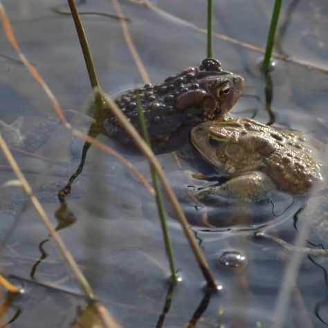 Two toads in a pond Where We Ended Ashley Munoz, Toads Aesthetic, Galaxy Aesthetics, Toad Aesthetic, Haley Queen, Christmas Beetle, Goofy Animals, Cannery Row, Inktober 2024