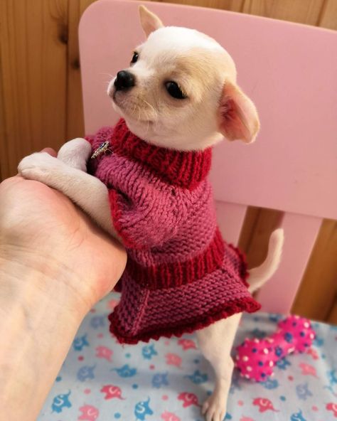 Chiwawa Puppies, Teacup Chihuahua Puppies, Baby Chihuahua, Crochet Dog Sweater, Super Cute Puppies, Cute Chihuahua, Cute Dog Pictures, Cute Little Puppies