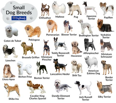 Small Dog Breeds Chart, Types Of Small Dogs, Dog Breeds Chart, Cutest Small Dog Breeds, Tiny Dog Breeds, Types Of Dogs Breeds, Chihuahua Terrier, Dog Breeds List, Australian Terrier