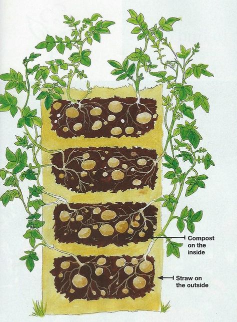 Illustration from Fine Gardening, February 2014 edition, showing the layering of potatoes, compost and straw. Harvesting Potatoes, Potato Tower, Potato Gardening, Growing Potatoes, Fine Gardening, Veg Garden, Vegetable Garden Design, Veggie Garden, Tile Shower