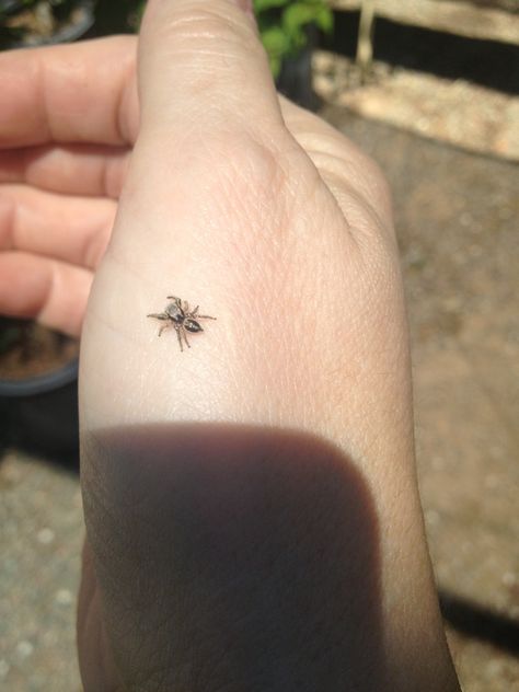 Fuzzy Spider Tattoo, Jumping Spider Tattoo Design, Cute Jumping Spider Tattoo, Dainty Spider Tattoo, Tiny Spider Tattoo, Realistic Spider Tattoo, Cute Spider Tattoo, Jumping Spider Tattoo, Small Spider Tattoo