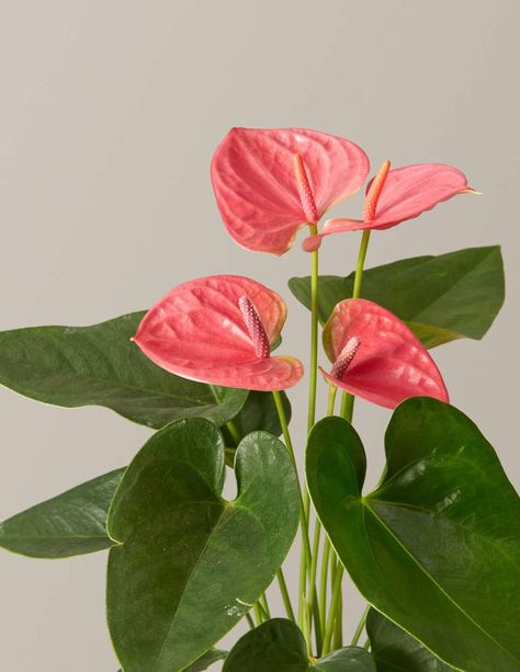 Red Aglaonema, Pink Anthurium, Best Plants For Bedroom, Anthurium Plant, Peperomia Plant, Anthurium Flower, Indoor Flowering Plants, Flamingo Flower, Flower Identification