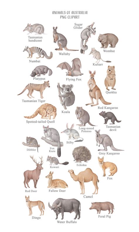 Animals of Australia by An_Kle on @creativemarket Australia Poster Design, Australia Animals Illustration, Animals From Australia, Australian Animals Illustration, Echidna Tattoo, Animals In Australia, Animals Of Australia, Cute Australian Animals, Australia Aesthetic