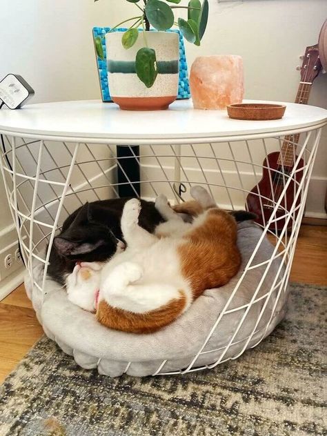 Easy Money-Saving Ikea Hacks for Any Space | ItsBlossom Ikea Hacks For Cats, Hemnes Bookcase, Ikea Cat, Armoire Ikea, Hacks To Save Money, Diy Cat Bed, Ikea Mirror, Space Saving Beds, Cat House Diy