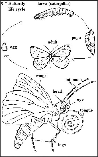 life cycle & anatomy of butterfly Butterfly Body Parts, Butterfly Facts For Kids, Insects Activities, Butterfly Anatomy, Picture Of Butterfly, Butterfly People, Insect Anatomy, Cycle Drawing, Butterfly Facts