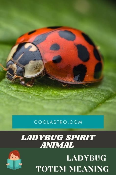 Click here to know about Ladybug spirit animal, we have explained spritual meaning of Ladybug. Visit the website The most in-depth Ladybug Symbolism & Ladybug Meanings! Ladybug as a Spirit, Totem, & Power Animal. Ladybug Symbolism, Ladybug Meaning, Spiritual Animals, Spirit Animal Meaning, Animal Meanings, Spiritual Animal, The Ladybug, Power Animal, Spiritual Meaning